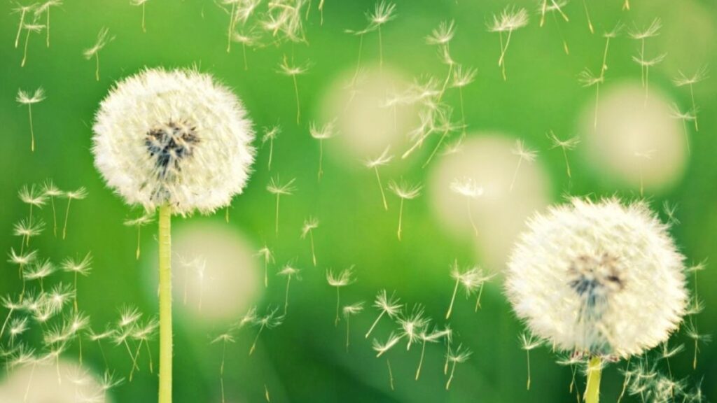 Top 666+ hình nền hoa đẹp, sắc nét Full HD cho điện thoại và PC 95 hình nền hoa bồ công anh đẹp cho máy tính