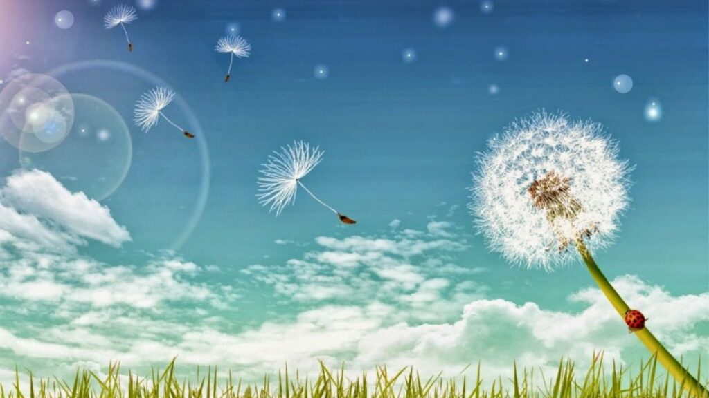 Top 666+ hình nền hoa đẹp, sắc nét Full HD cho điện thoại và PC 94 hình nền hoa bồ công anh đẹp cho PC