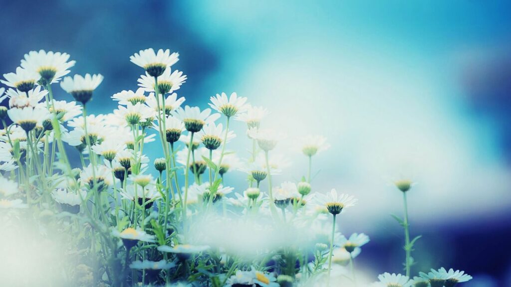 Top 666+ hình nền hoa đẹp, sắc nét Full HD cho điện thoại và PC 93 hình nền hoa cúc đẹp cho PC