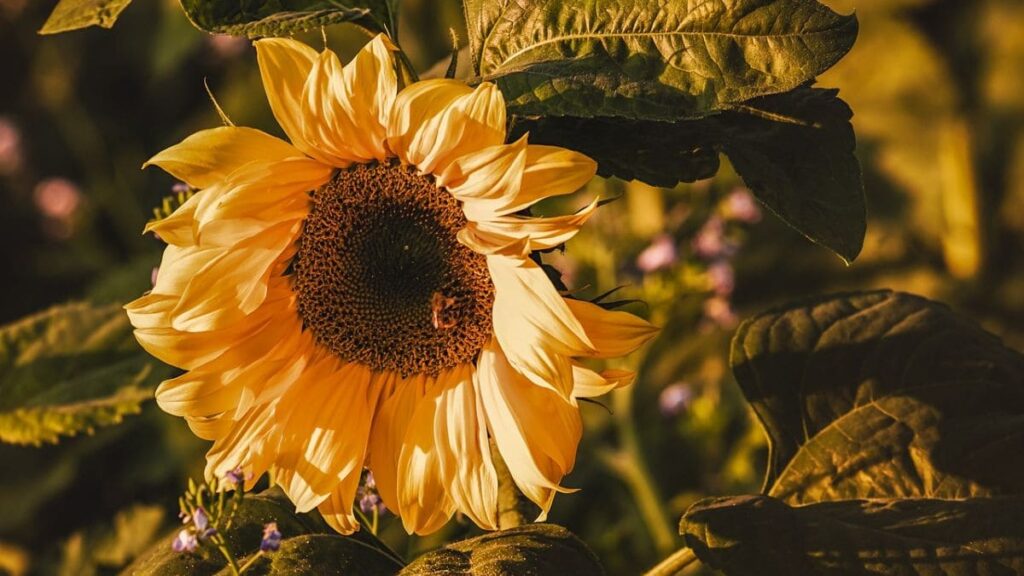 Top 666+ hình nền hoa đẹp, sắc nét Full HD cho điện thoại và PC 92 hình nền hoa hướng dương đẹp cho PC