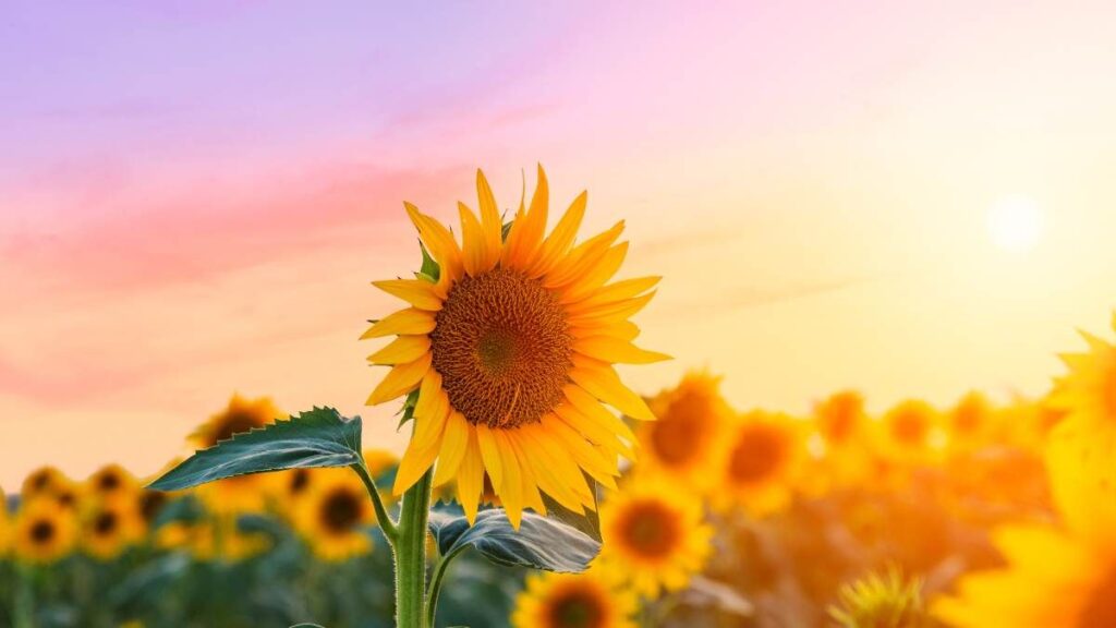 Top 666+ hình nền hoa đẹp, sắc nét Full HD cho điện thoại và PC 89 ảnh nền hoa đẹp cho máy tính