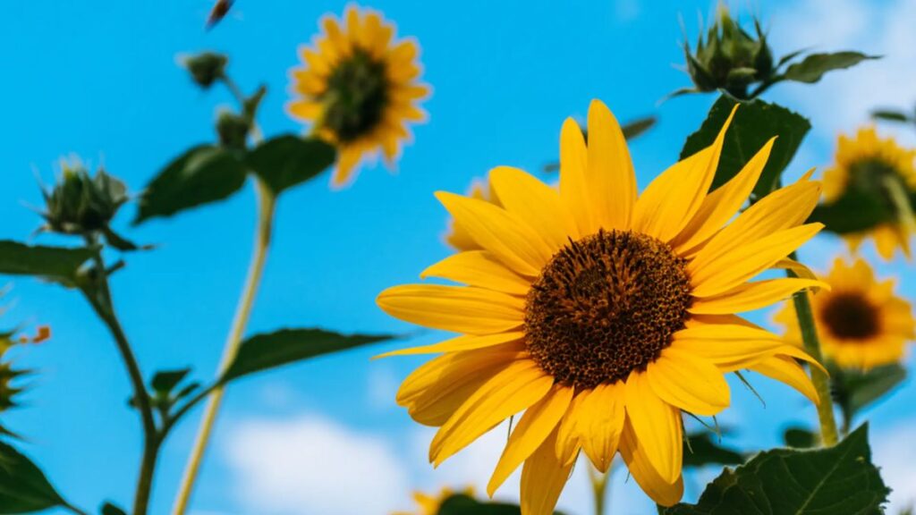 Top 666+ hình nền hoa đẹp, sắc nét Full HD cho điện thoại và PC 88 ảnh nền hoa đẹp cho PC