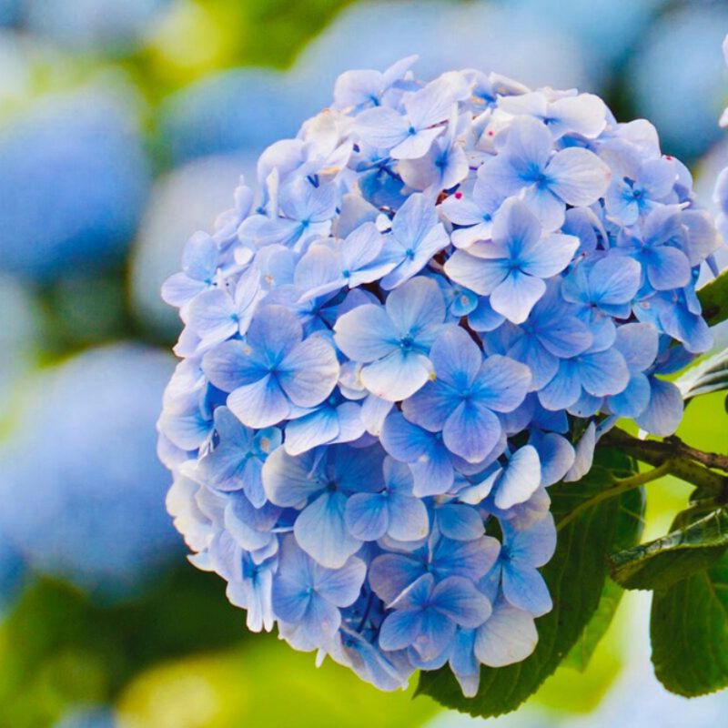 Top 666+ hình nền hoa đẹp, sắc nét Full HD cho điện thoại và PC 58 Ảnh nền hoa đẹp cho mệnh Thủy