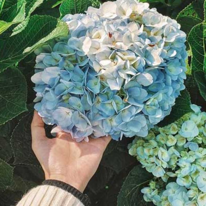 Top 666+ hình nền hoa đẹp, sắc nét Full HD cho điện thoại và PC 59 hình nền hoa cho mệnh Thủy