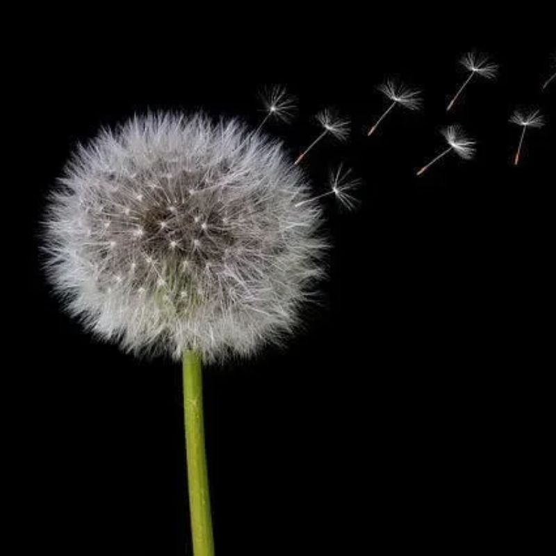 Top 666+ hình nền hoa đẹp, sắc nét Full HD cho điện thoại và PC 63 hình nền hoa đẹp cho mệnh Thủy