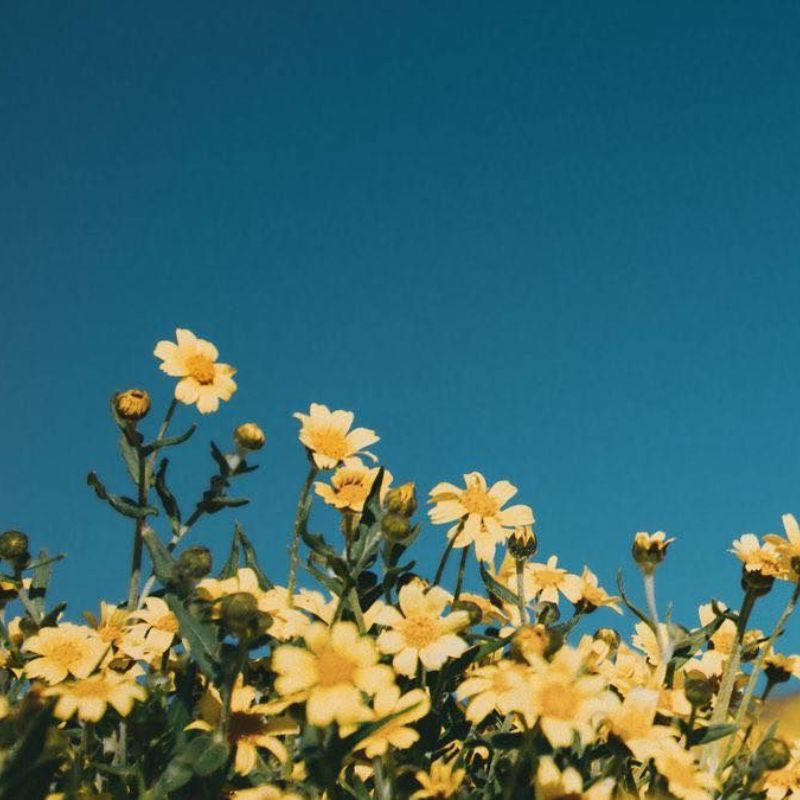 Top 666+ hình nền hoa đẹp, sắc nét Full HD cho điện thoại và PC 64 hình nền hoa đẹp cho người mệnh thổ