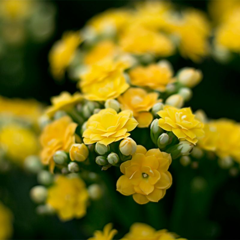 Top 666+ hình nền hoa đẹp, sắc nét Full HD cho điện thoại và PC 65 hình nền hoa đẹp cho mệnh thổ