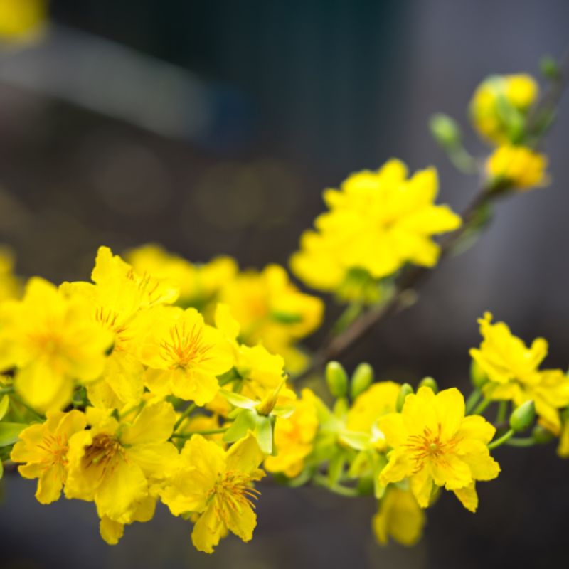 Top 666+ hình nền hoa đẹp, sắc nét Full HD cho điện thoại và PC 66 ảnh nền hoa đẹp cho mệnh thổ