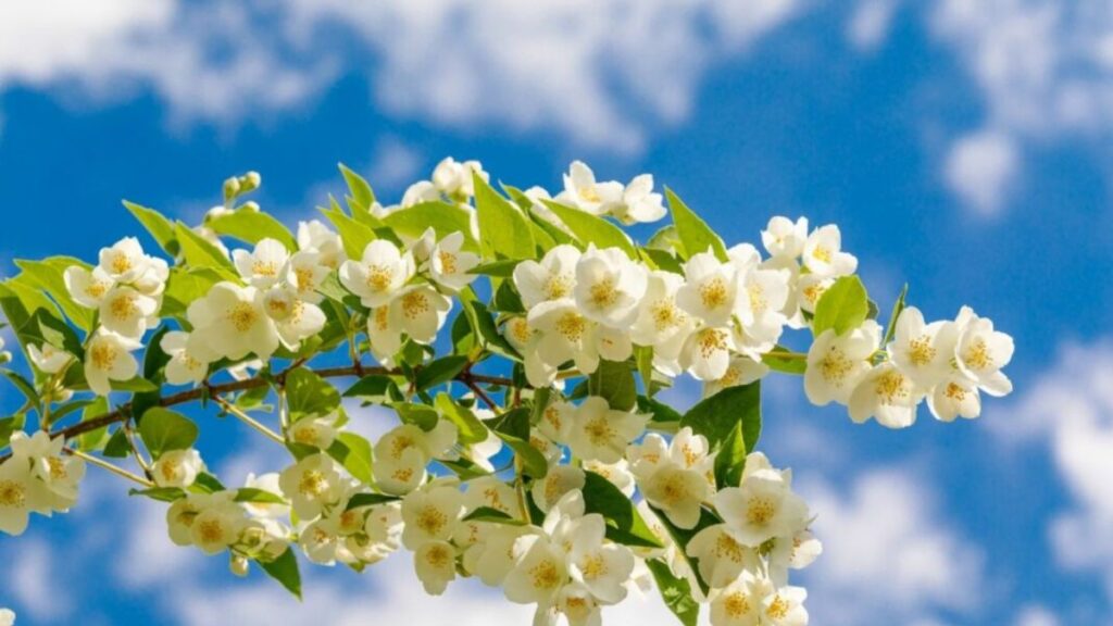 Top 666+ hình nền hoa đẹp, sắc nét Full HD cho điện thoại và PC 105 hình nền hoa đẹp cho PC