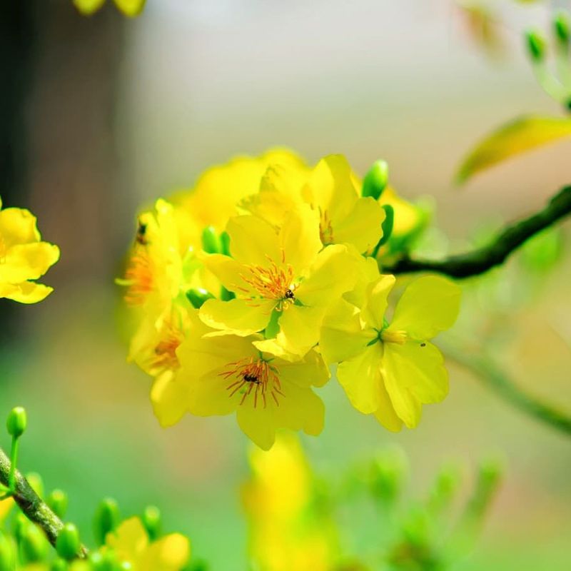 Top 666+ hình nền hoa đẹp, sắc nét Full HD cho điện thoại và PC 67 hình nền hoa đẹp cho mệnh thổ