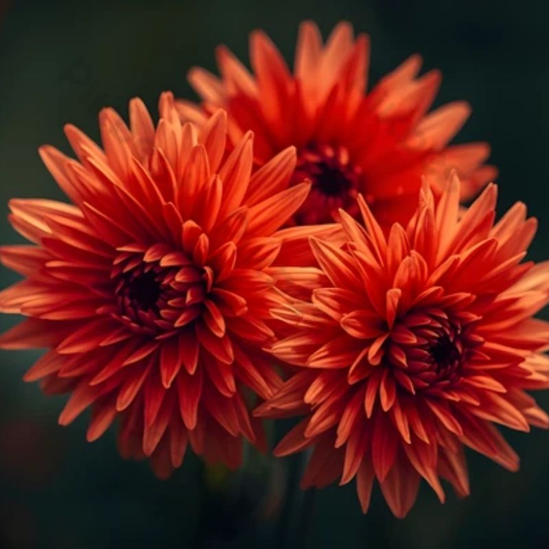 Top 666+ hình nền hoa đẹp, sắc nét Full HD cho điện thoại và PC 68 hình nền hoa đẹp người mệnh thổ