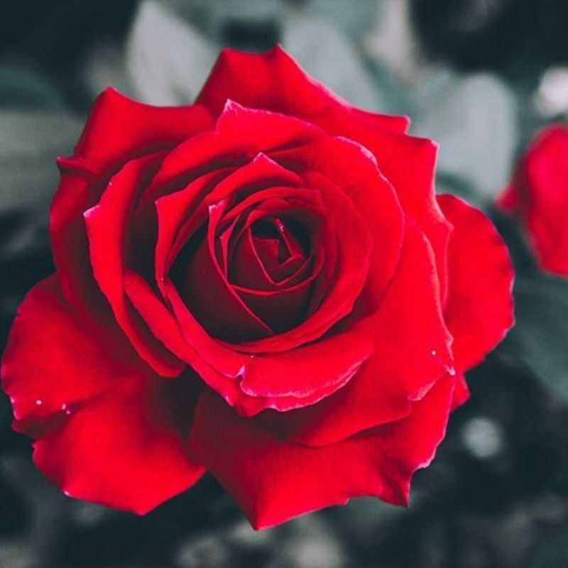 Top 666+ hình nền hoa đẹp, sắc nét Full HD cho điện thoại và PC 72 ảnh nền hoa đẹp cho người mệnh hỏa