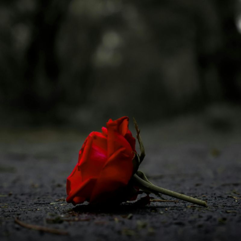 Top 666+ hình nền hoa đẹp, sắc nét Full HD cho điện thoại và PC 71 hình nền hoa đẹp cho người mệnh hỏa