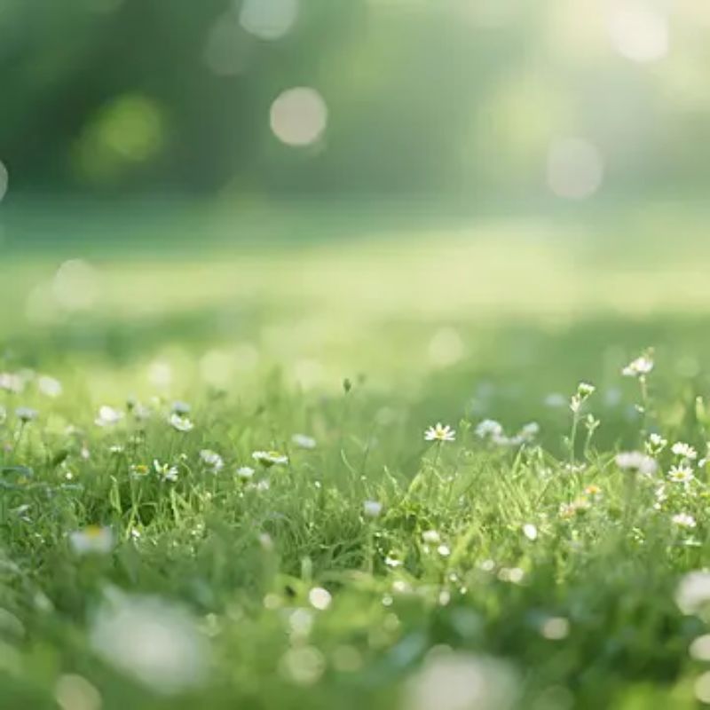 Top 666+ hình nền hoa đẹp, sắc nét Full HD cho điện thoại và PC 75 hình nền hoa đẹp hợp người mệnh mộc