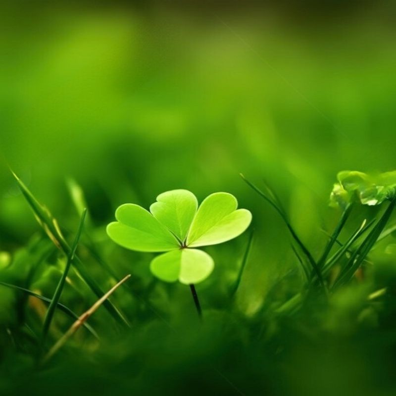 Top 666+ hình nền hoa đẹp, sắc nét Full HD cho điện thoại và PC 76 ảnh nền hoa đẹp cho người mệnh mộc