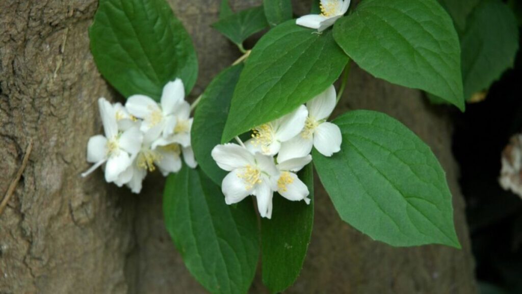 Top 666+ hình nền hoa đẹp, sắc nét Full HD cho điện thoại và PC 104 ảnh nền hoa đẹp cho PC