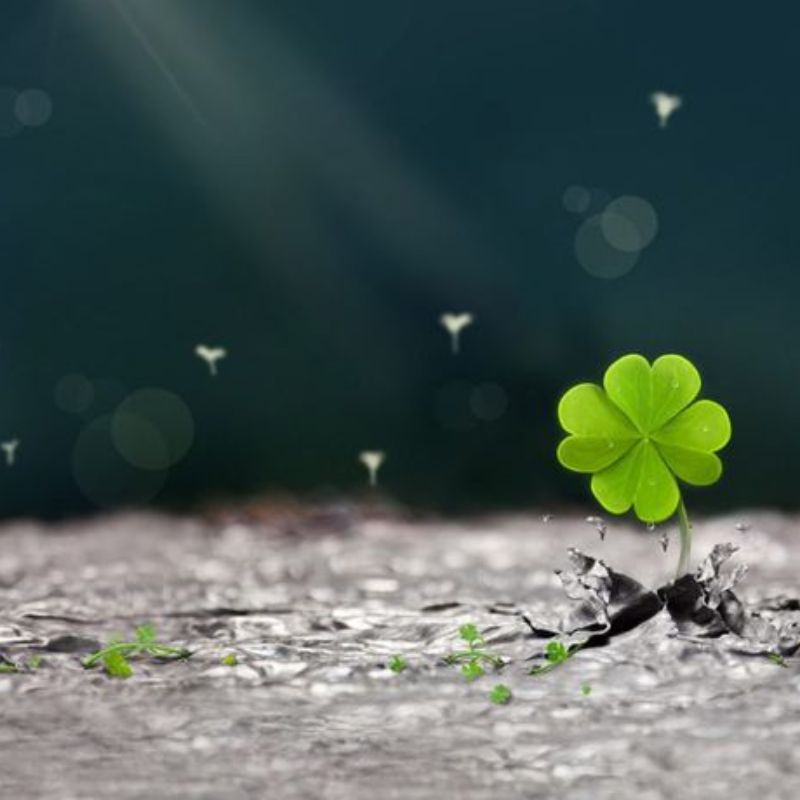 Top 666+ hình nền hoa đẹp, sắc nét Full HD cho điện thoại và PC 77 ảnh nền hoa đẹp người mệnh mộc