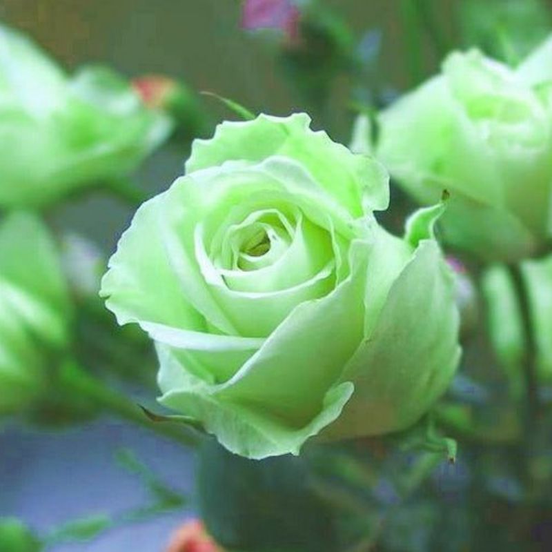 Top 666+ hình nền hoa đẹp, sắc nét Full HD cho điện thoại và PC 78 ảnh nền hoa đẹp mệnh mộc