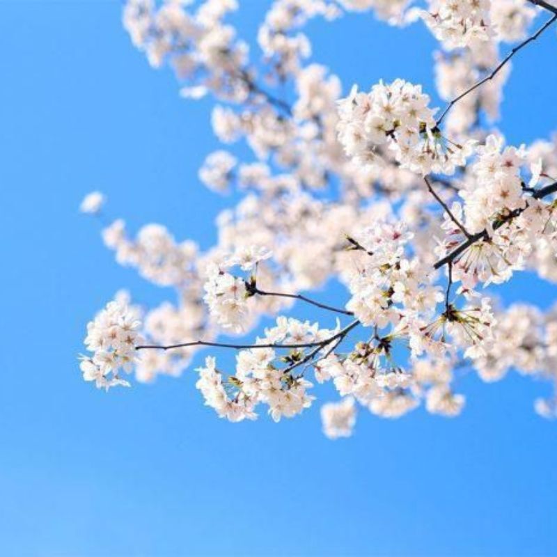 Top 666+ hình nền hoa đẹp, sắc nét Full HD cho điện thoại và PC 80 Ảnh nền hoa đẹp cho mệnh Kim