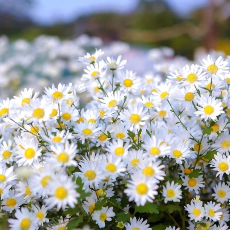 Top 666+ hình nền hoa đẹp, sắc nét Full HD cho điện thoại và PC 86 hình nền hoa đẹp cho người mệnh Kim