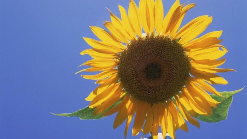 Top 666+ hình nền hoa đẹp, sắc nét Full HD cho điện thoại và PC 103 hình nền hoa hướng dương đẹp cho máy tính