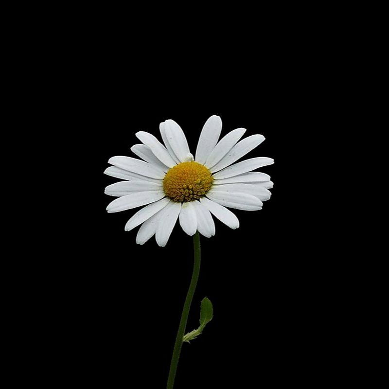 Top 666+ hình nền hoa đẹp, sắc nét Full HD cho điện thoại và PC 87 hình nền hoa đẹp cho mệnh Kim