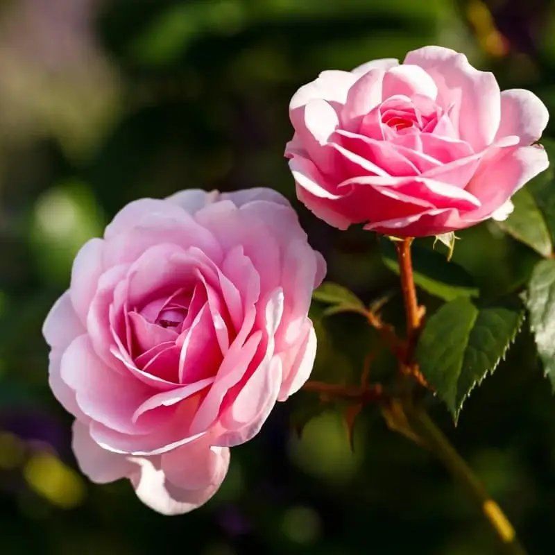 Top 666+ hình nền hoa đẹp, sắc nét Full HD cho điện thoại và PC 51 hình nền hoa đẹp tượng trưng cho tình mẫu tử