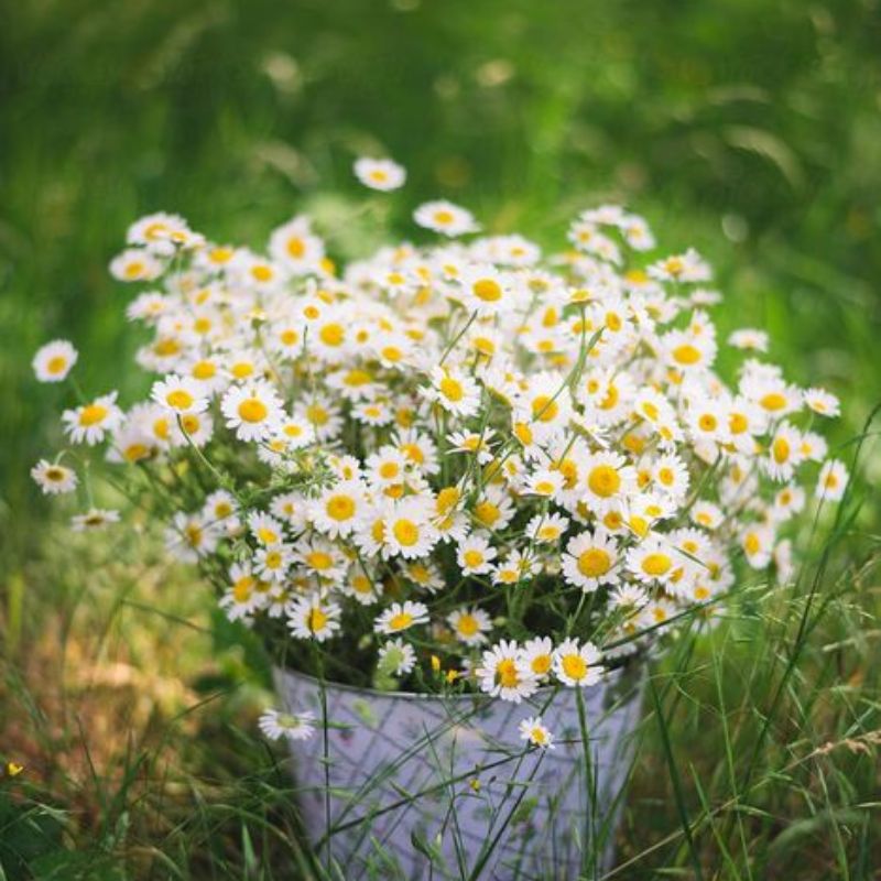 Top 666+ hình nền hoa đẹp, sắc nét Full HD cho điện thoại và PC 52 hình nền hoa đẹp tượng trưng cho tình bạn