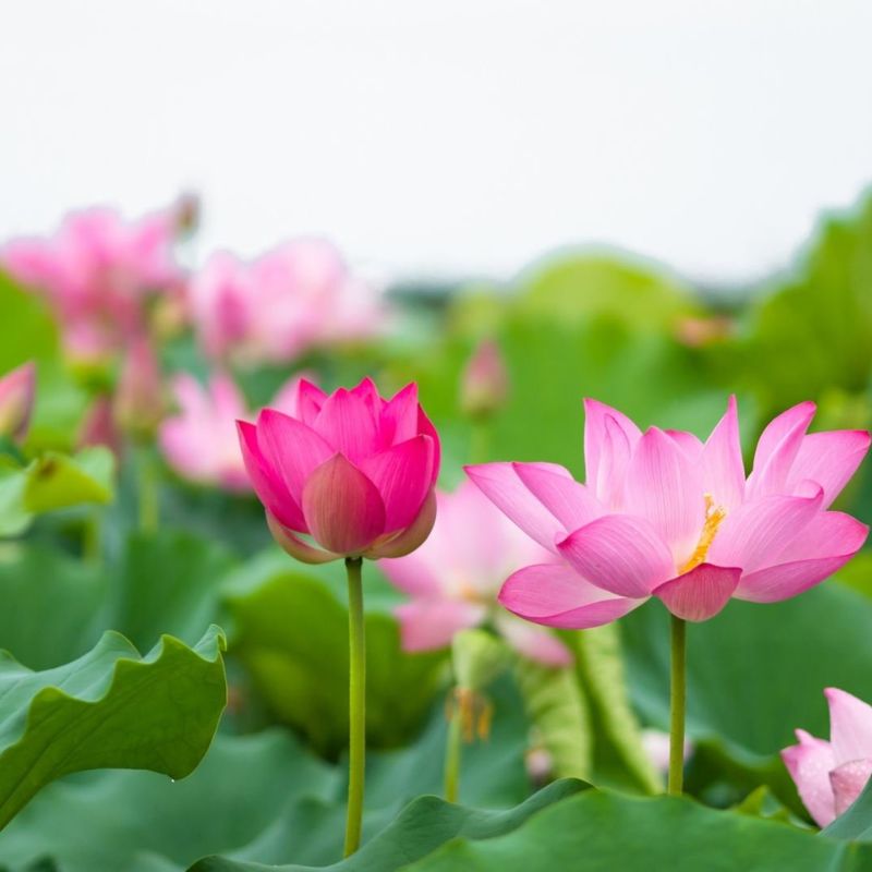 Top 666+ hình nền hoa đẹp, sắc nét Full HD cho điện thoại và PC 54 hình nền hoa đẹp tượng trưng đất nước Việt Nam