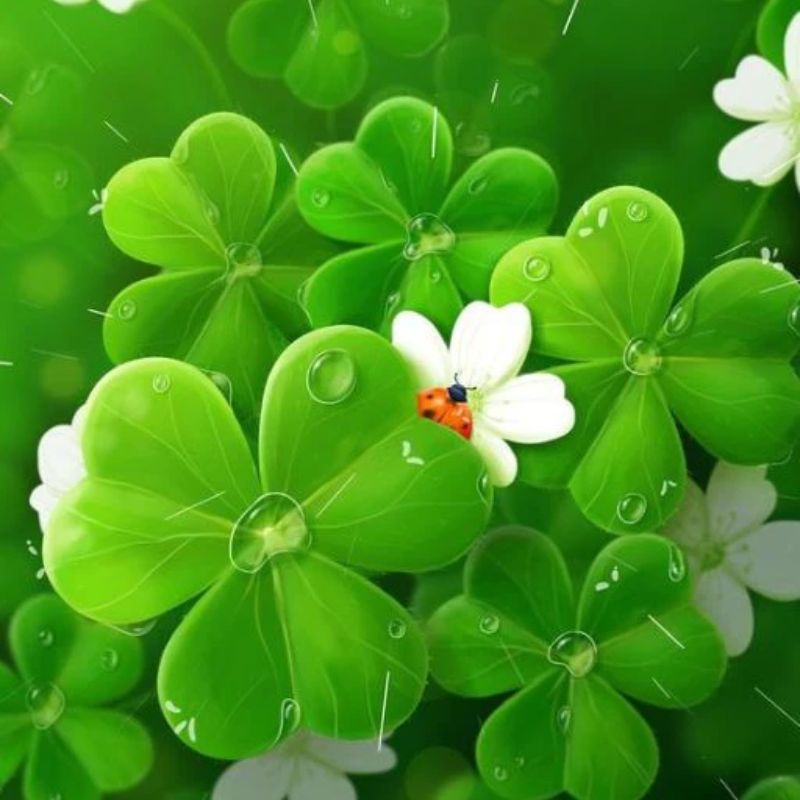 Top 666+ hình nền hoa đẹp, sắc nét Full HD cho điện thoại và PC 55 hình nền hoa đẹp tượng trưng cho may mắn