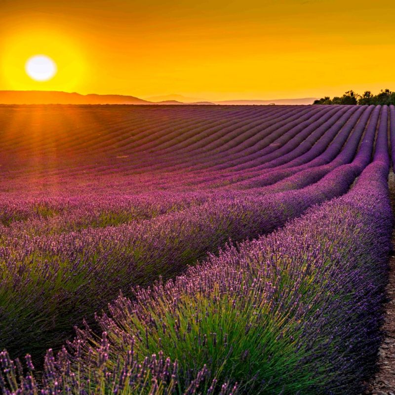 Top 666+ hình nền hoa đẹp, sắc nét Full HD cho điện thoại và PC 56 hình nền hoa đẹp tượng trưng cho sự chờ đợi