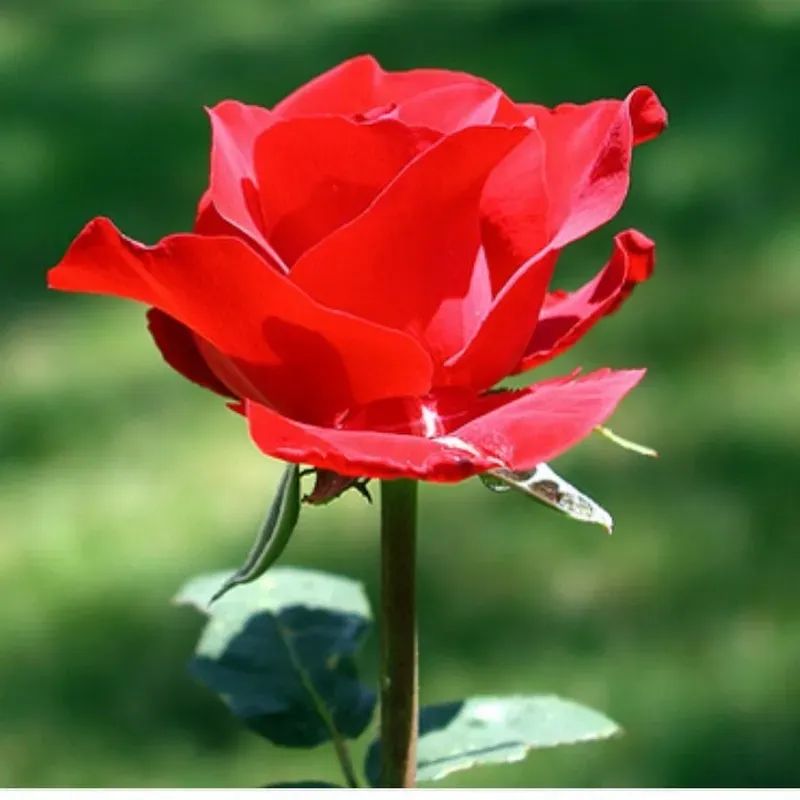 Top 666+ hình nền hoa đẹp, sắc nét Full HD cho điện thoại và PC 15 Hình nền hoa hồng đẹp