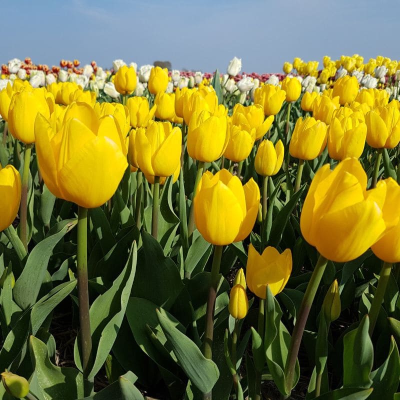 Top 666+ hình nền hoa đẹp, sắc nét Full HD cho điện thoại và PC 20 hình nền hoa tulip cực đẹp