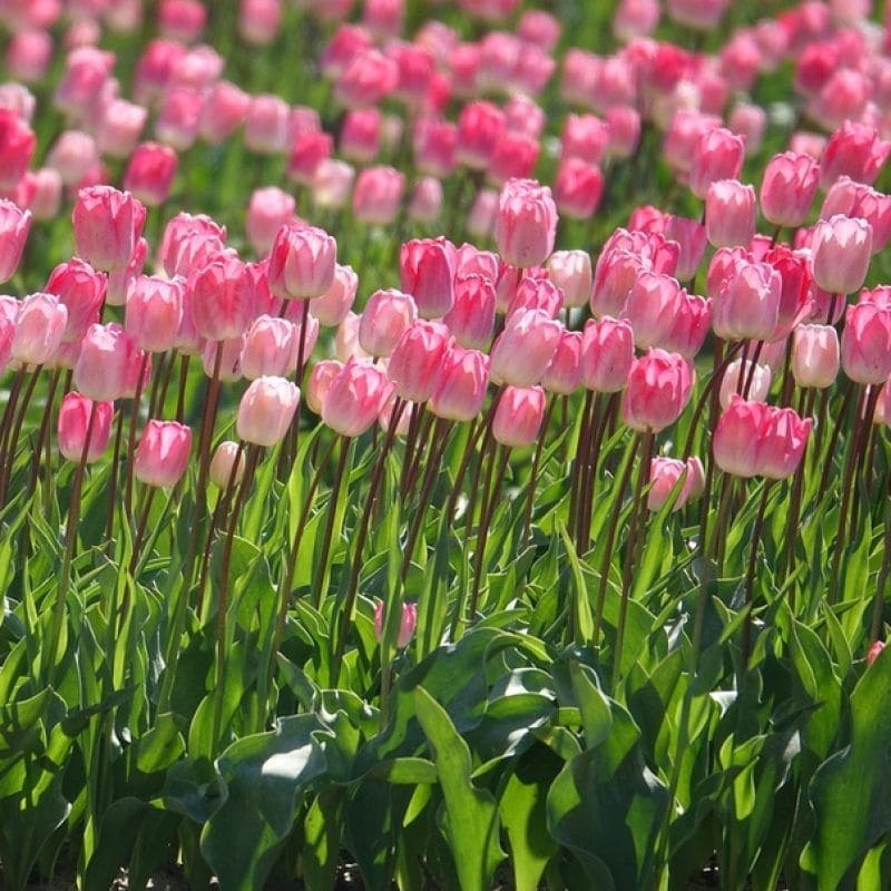 Top 666+ hình nền hoa đẹp, sắc nét Full HD cho điện thoại và PC 21 ảnh nền hoa tulip cực đẹp