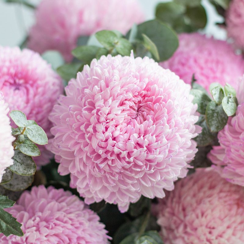 Top 666+ hình nền hoa đẹp, sắc nét Full HD cho điện thoại và PC 24 hình nền hoa mẫu đơn cực đẹp