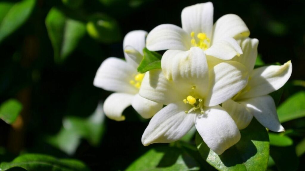 Top 666+ hình nền hoa đẹp, sắc nét Full HD cho điện thoại và PC 101 ảnh nền hoa đẹp cho máy tính