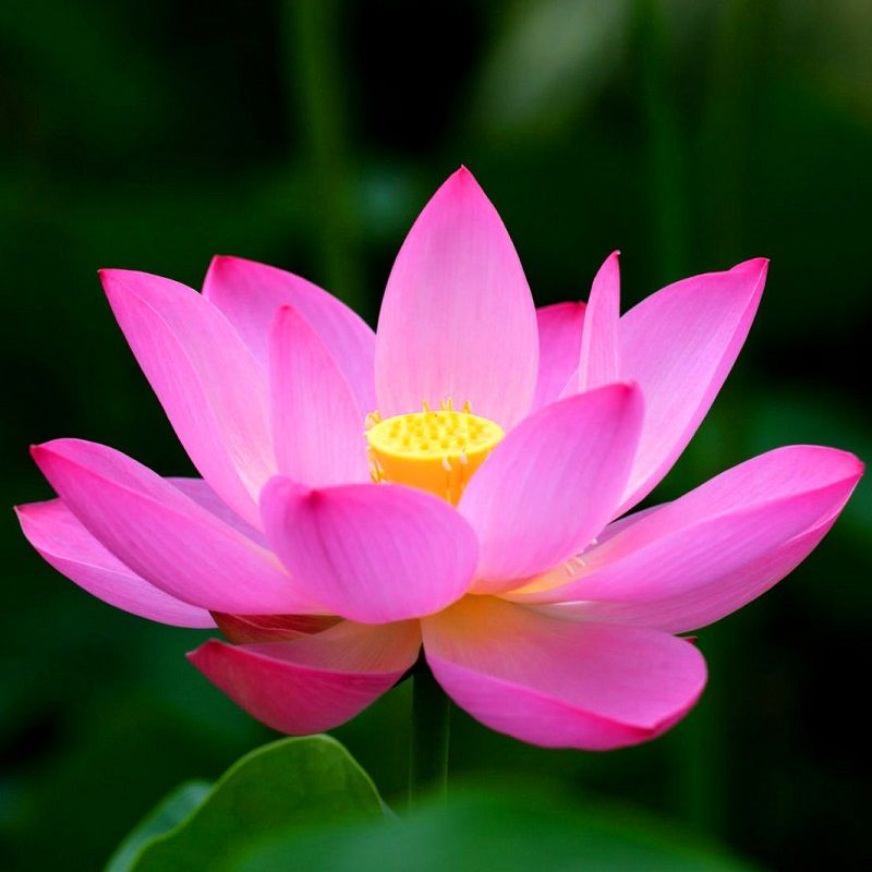 Top 666+ hình nền hoa đẹp, sắc nét Full HD cho điện thoại và PC 31 ảnh nền hoa sen tinh khôi