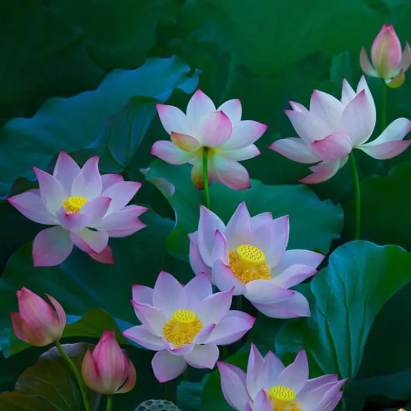 Top 666+ hình nền hoa đẹp, sắc nét Full HD cho điện thoại và PC 32 ảnh nền hoa sen đẹp