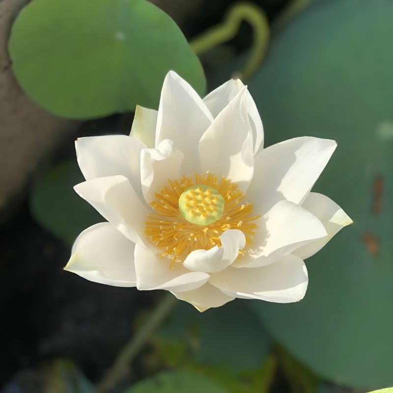 Top 666+ hình nền hoa đẹp, sắc nét Full HD cho điện thoại và PC 33 hình nền hoa sen đẹp