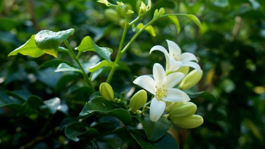 Top 666+ hình nền hoa đẹp, sắc nét Full HD cho điện thoại và PC 100 ảnh nền hoa đẹp cho PC