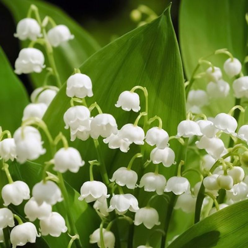 Top 666+ hình nền hoa đẹp, sắc nét Full HD cho điện thoại và PC 36 ảnh nền hoa linh lan đẹp