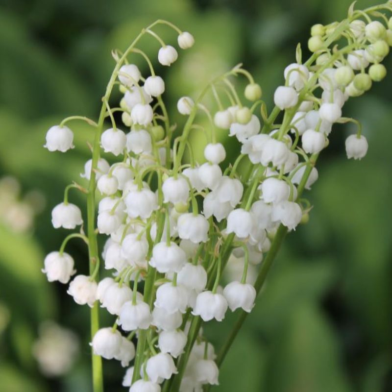 Top 666+ hình nền hoa đẹp, sắc nét Full HD cho điện thoại và PC 37 bộ ảnh nền hoa linh lan đẹp