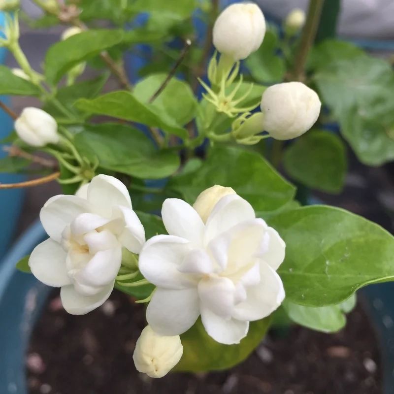 Top 666+ hình nền hoa đẹp, sắc nét Full HD cho điện thoại và PC 42 Hình nền hoa nhài thanh khiết