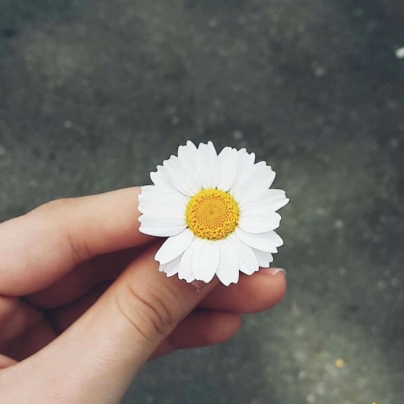 Top 666+ hình nền hoa đẹp, sắc nét Full HD cho điện thoại và PC 48 ảnh nền hoa cúc đẹp