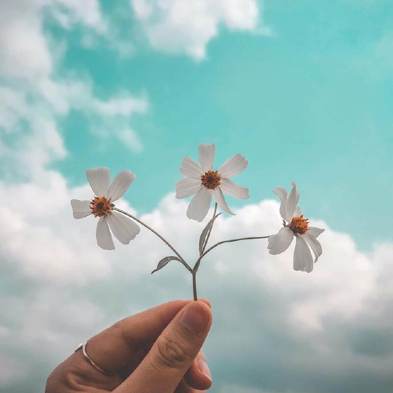 Top 666+ hình nền hoa đẹp, sắc nét Full HD cho điện thoại và PC 5 ảnh nền hoa đẹp cho iPhone