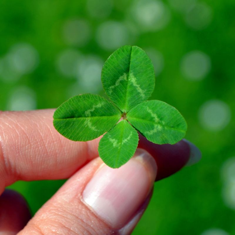 Tải 199+ hình nền may mắn, tài lộc Full HD cho điện thoại và PC 38 hình nền may mắn cỏ 4 lá