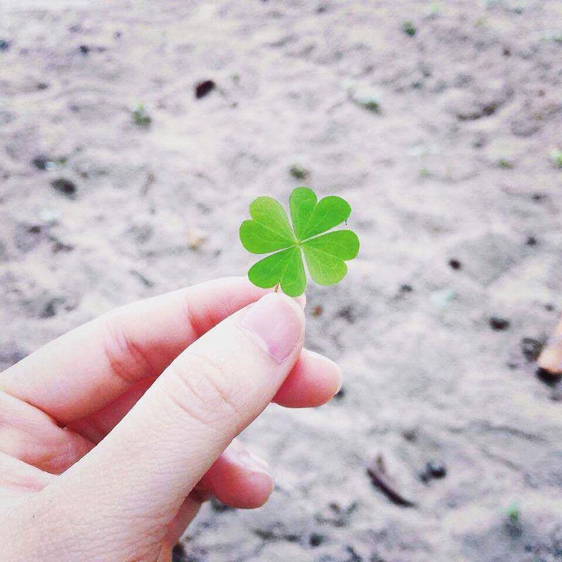 Tải 199+ hình nền may mắn, tài lộc Full HD cho điện thoại và PC 39 hình nền may mắn cỏ 4 lá chất lượng