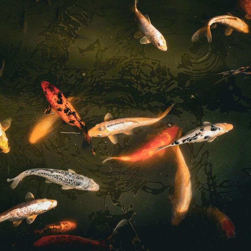 Tải 199+ hình nền may mắn, tài lộc Full HD cho điện thoại và PC 52 hình nền may mắn cá koi