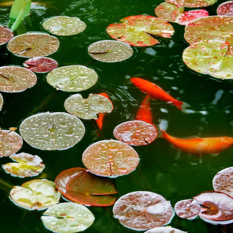 Tải 199+ hình nền may mắn, tài lộc Full HD cho điện thoại và PC 53 hình nền may mắn cá koi đẹp