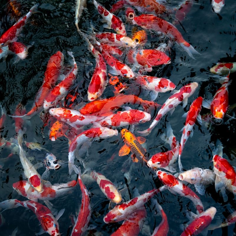 Tải 199+ hình nền may mắn, tài lộc Full HD cho điện thoại và PC 54 hình nền may mắn cá koi sắc nét